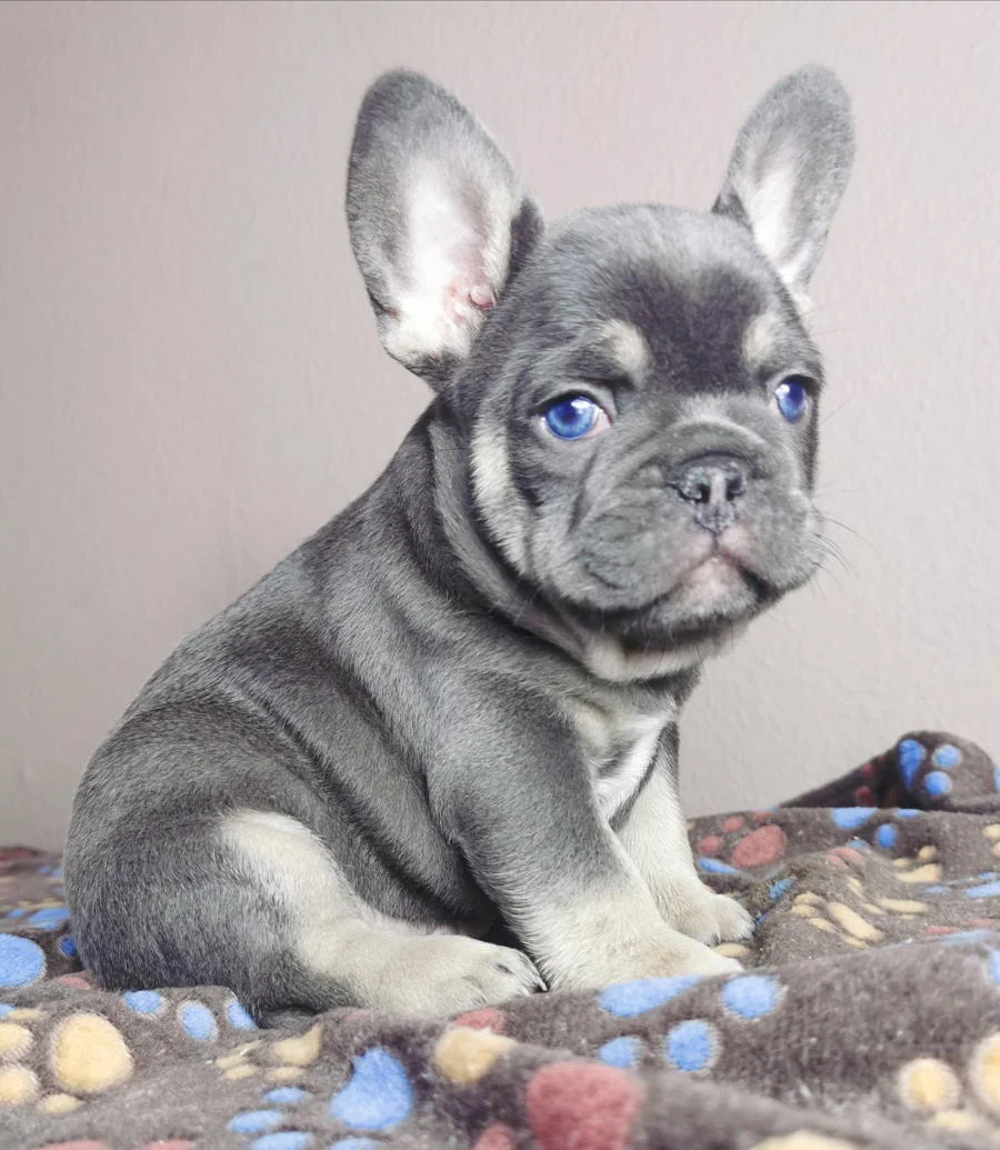 Französische Bulldogge Welpen aus dem Bihon Bulls Kennel