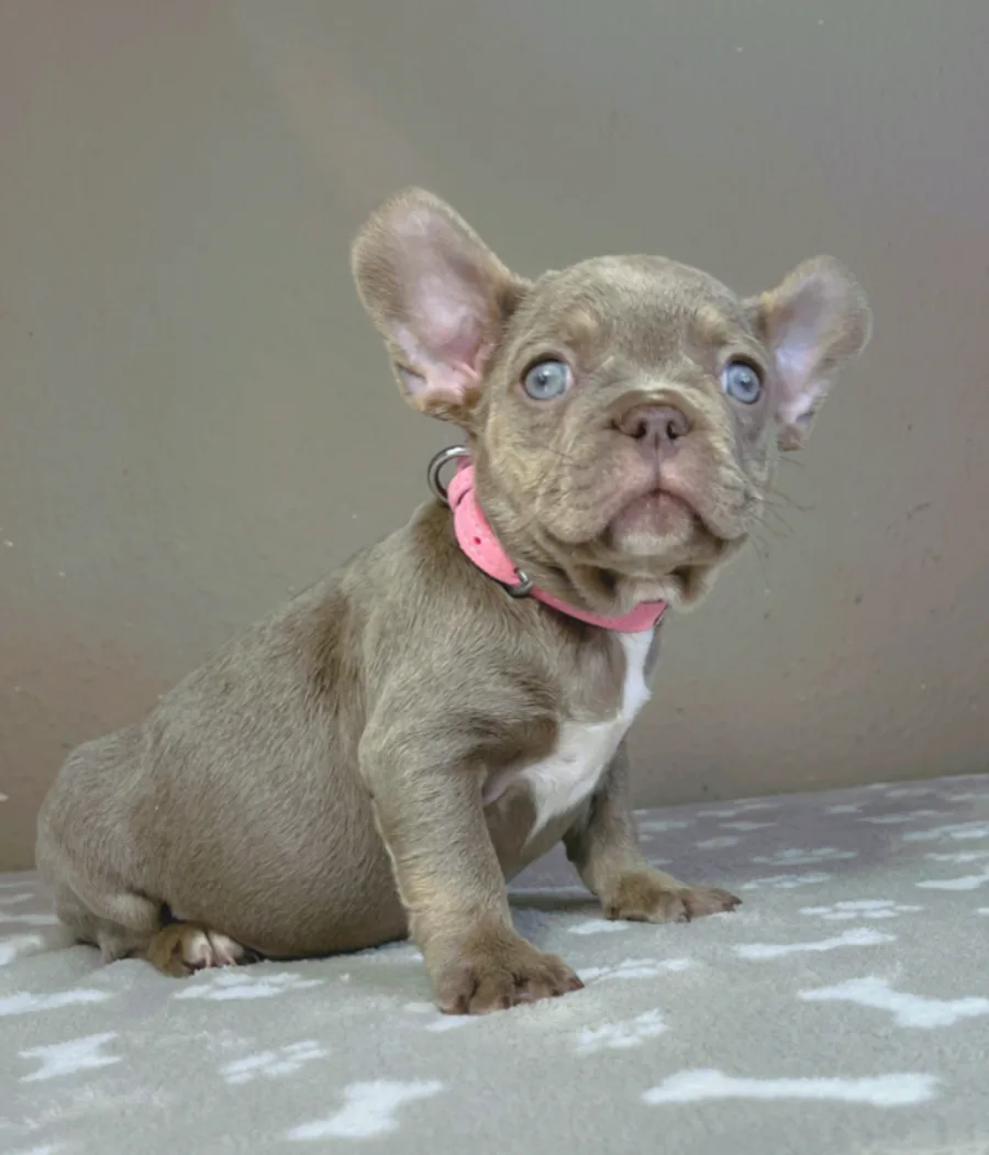 Französische Bulldogge in der Farbe Isabella