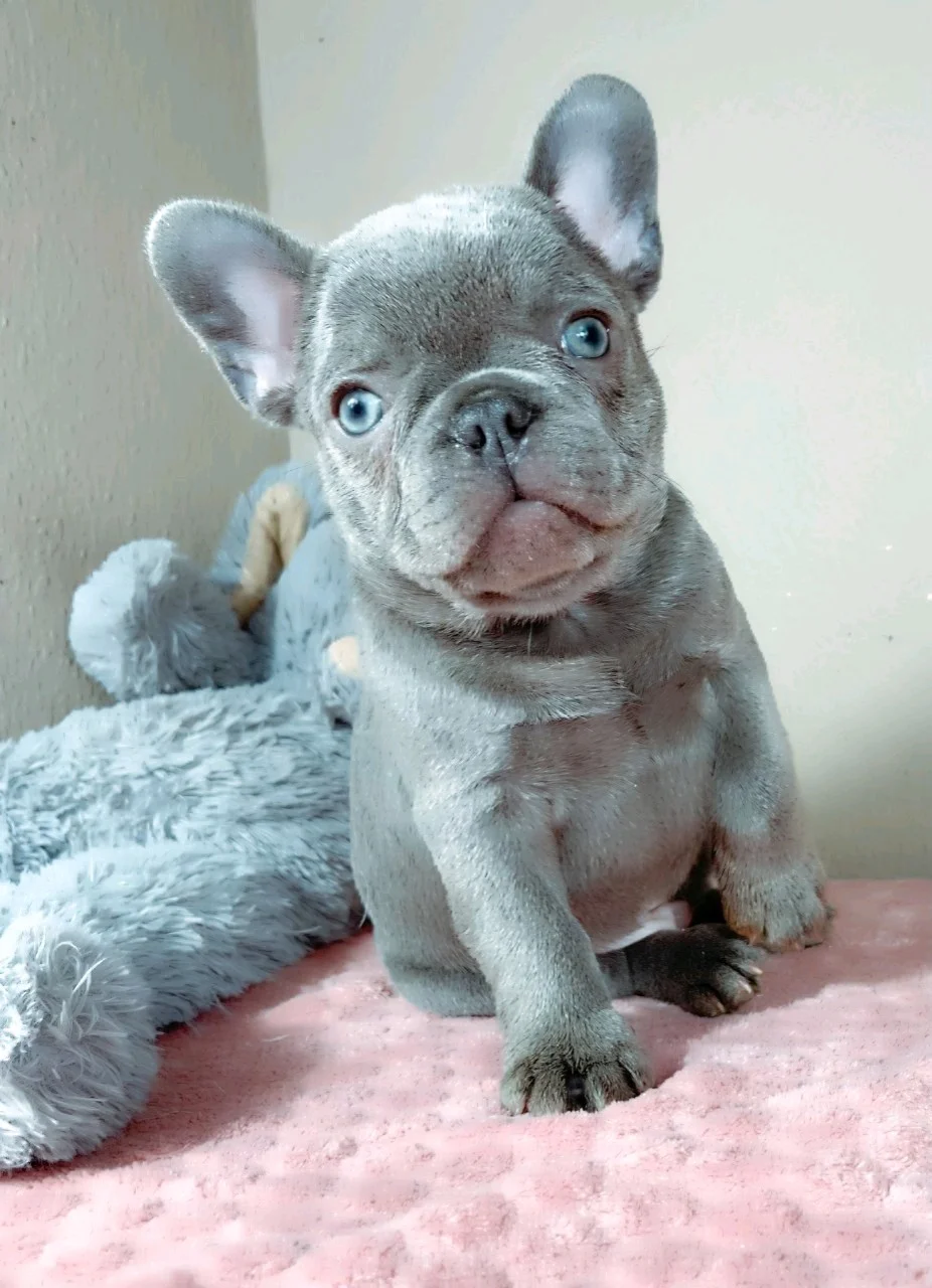 Betreute Übergabe einer Französischen Bulldogge nach Österreich
