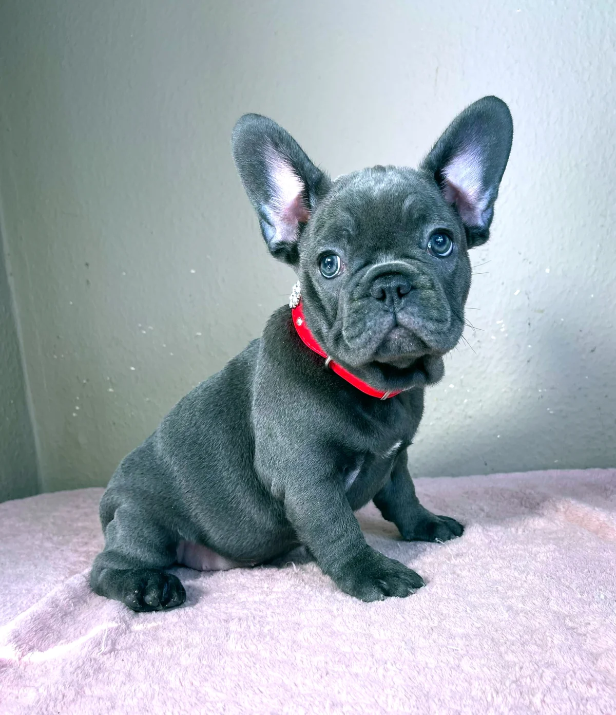 Französische Bulldogge Amelie