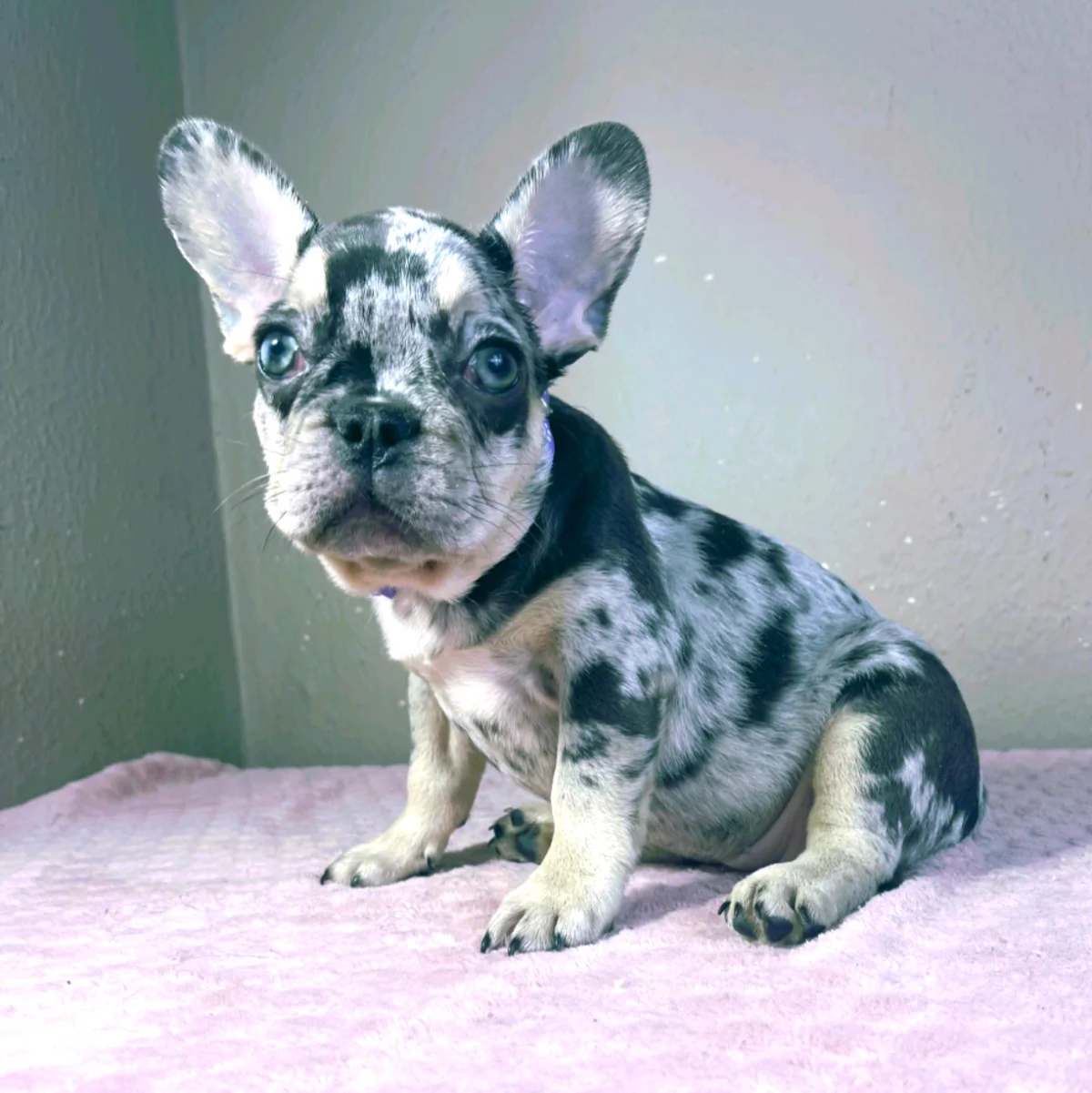 Französische Bulldogge Mirella