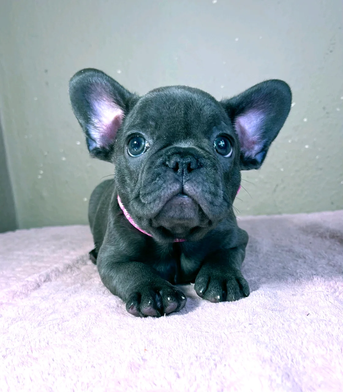 Französische Bulldogge Luna
