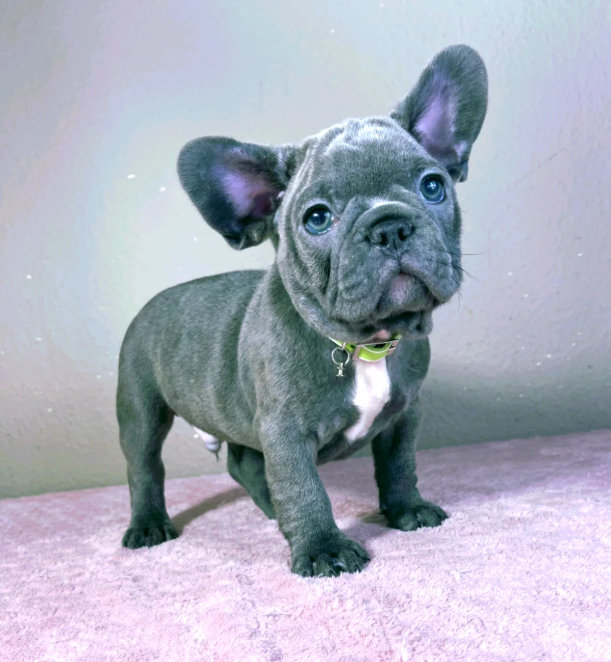 Französische Bulldogge Mark