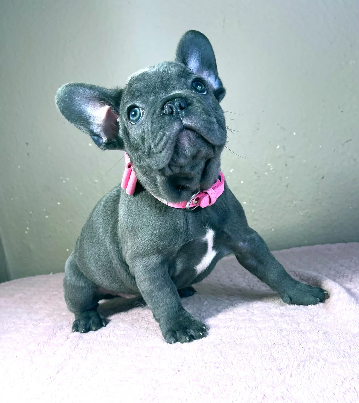Französische Bulldogge Shakira