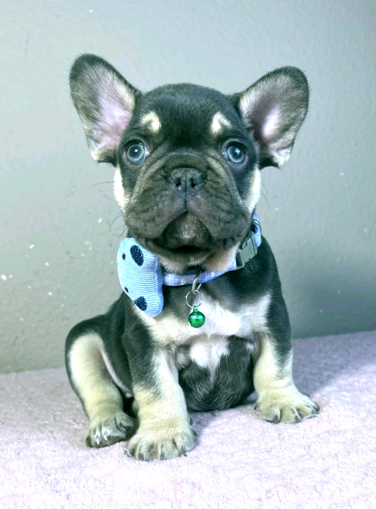 Französische Bulldogge Cooper