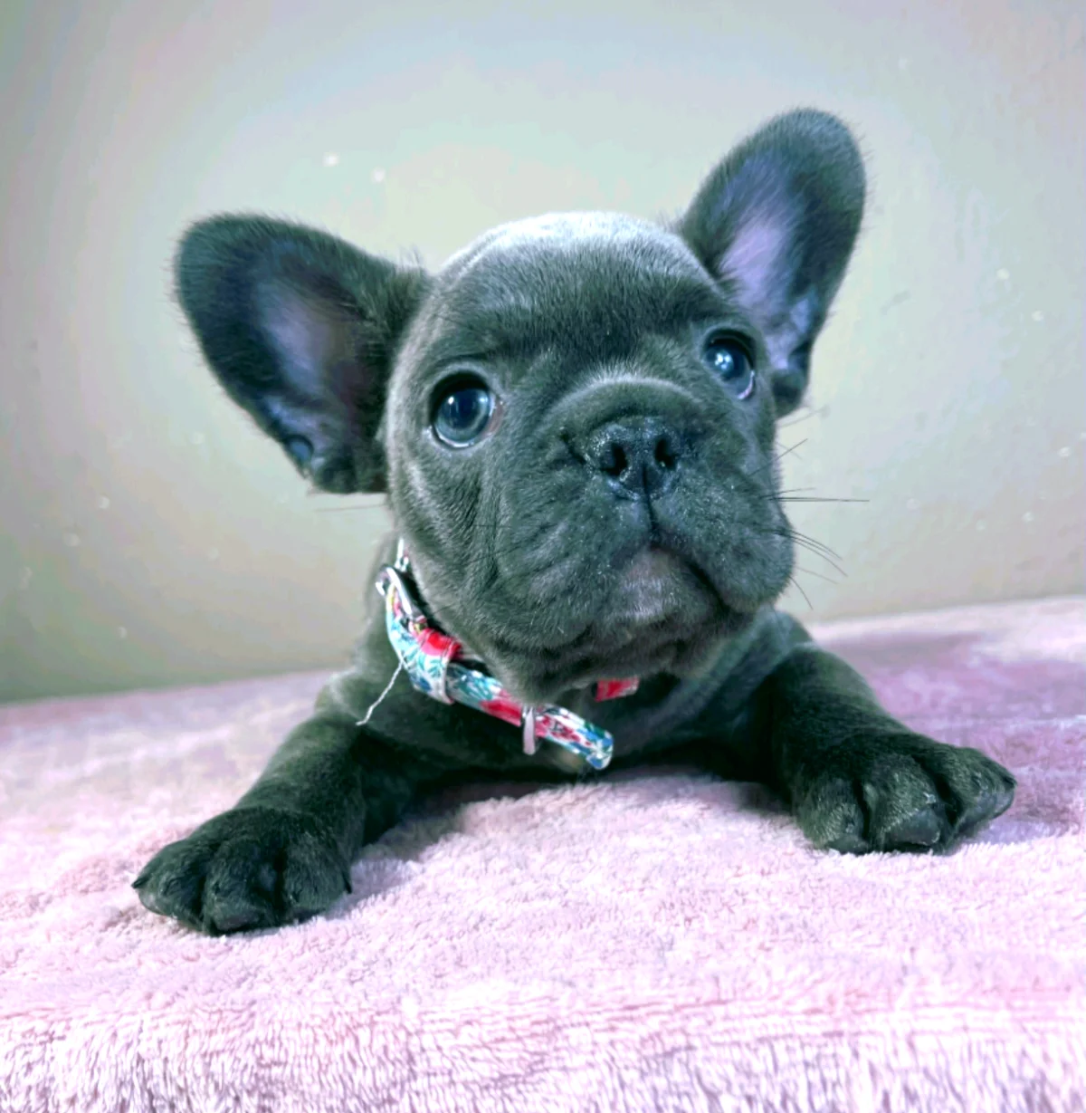 Französische Bulldogge Brad