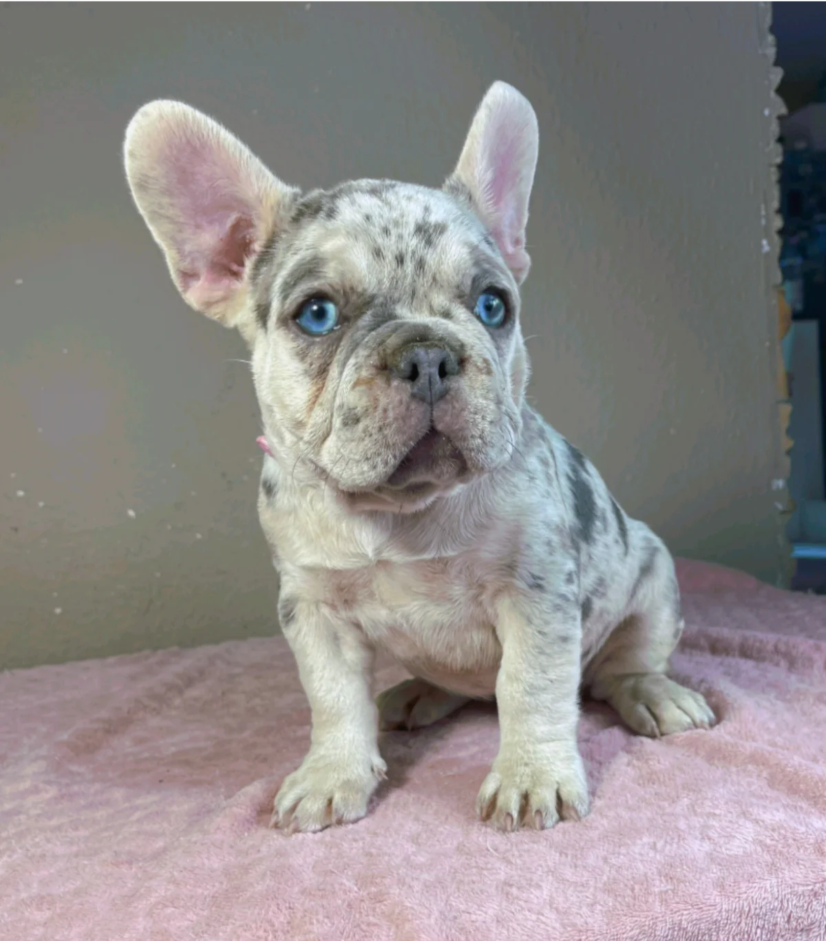 Französische Bulldogge Anastasia