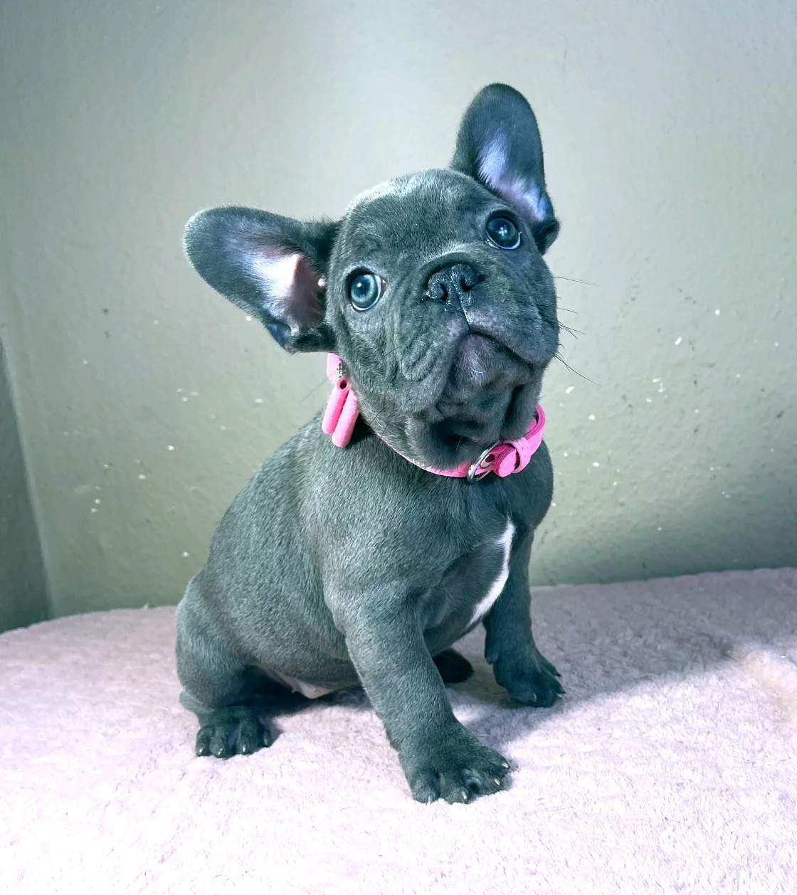 Französische Bulldogge Shakira