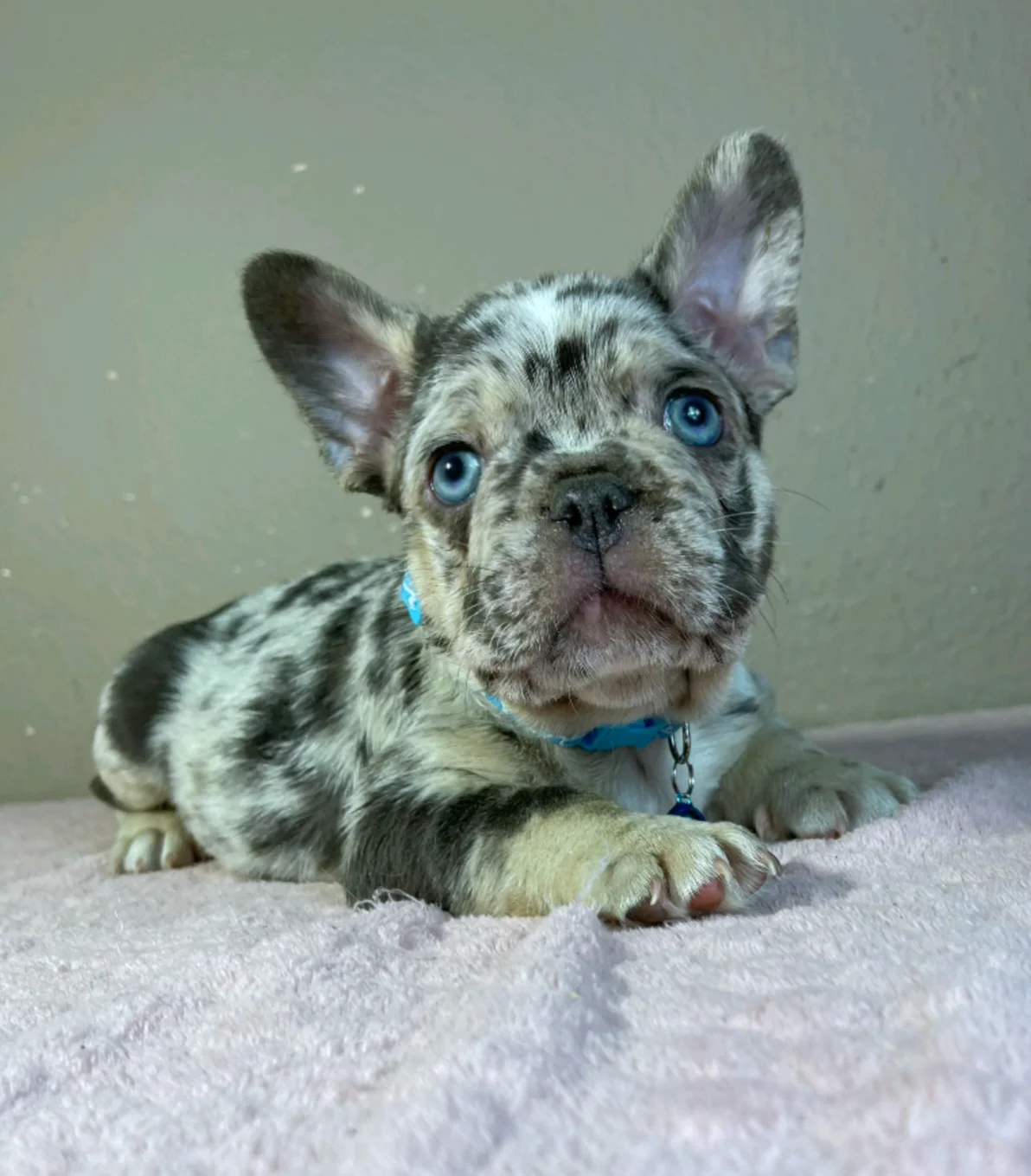 Französische Bulldogge Timon