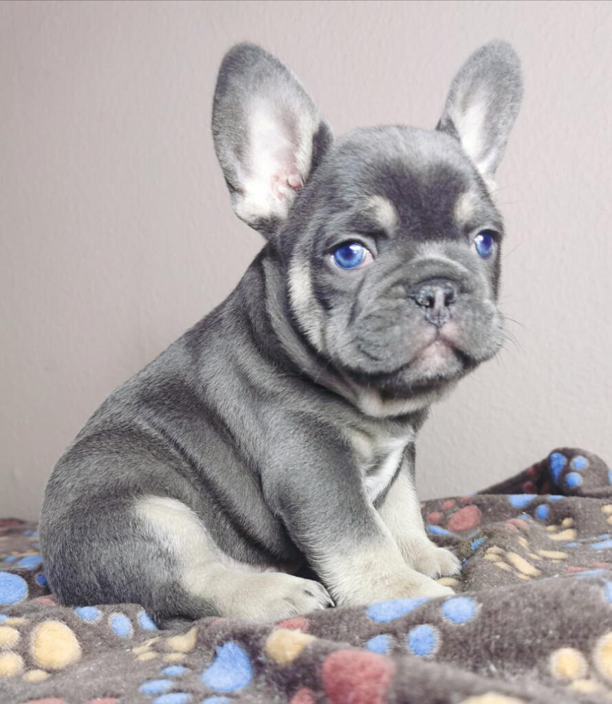 franzoesiche buldogge zu kaufen