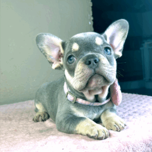 Kira