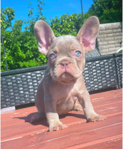 Enzo