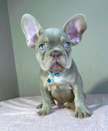 Enzo